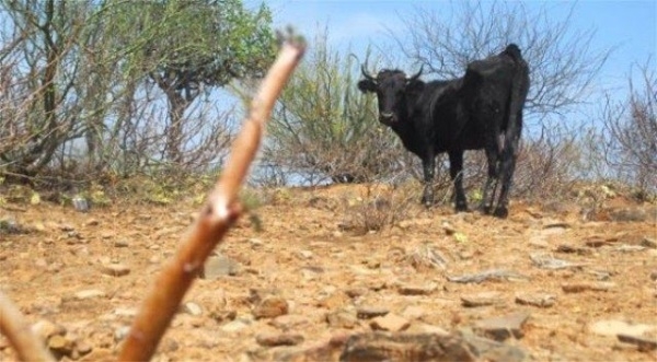Denuncian aumento de robo de ganado en la zona fronteriza: 