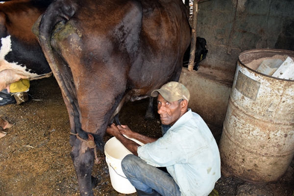 Afirman tanda extendida y ganadería dinamizan economía Monte Plata: 