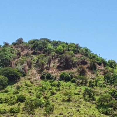 Periodista denuncia importantes talas de árboles en la Cordillera Orienta