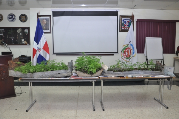 DNCD y ministerio público decomisa 693 plantas de de marihuanas en Bani 