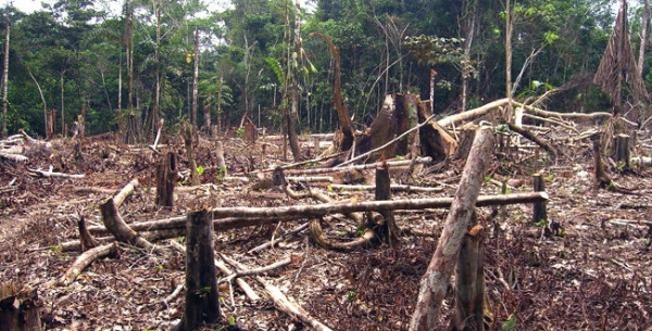 Ministerio y  Medio Ambiente somete cinco hombres por deforestación: 