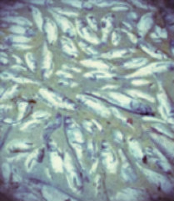 Envenenan peces en Manzanillo