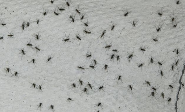 Mosquitos azotan predios agricolas en Pedernales: 
