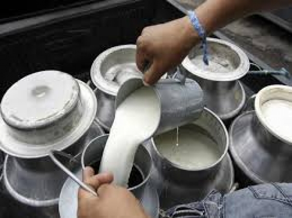 Productores de leche al borde quiebra por sequía: 