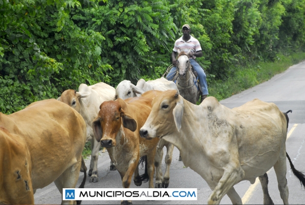 Un hombre dirige las vacas a su finca para pastar y beber agua, en un esfuerzo que es hechado a perder por los cuatreros que descuartizan el ganado para vender su carne y le dejan a los dueños solo los huesos.