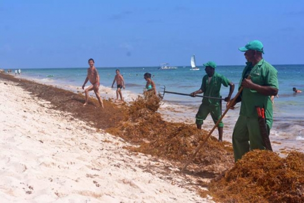 Hoteleros anuncian control cúmulo de algas en playas de Punta Cana: 