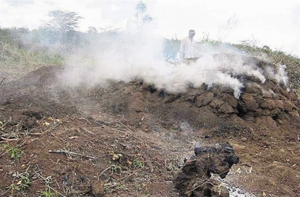 Afirman deforestan en Sierra Bahoruco para carbón y llevarlo a Haití