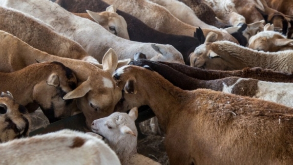 Gobierno resalta cómo cambió la vida a criadores de ovejas de Santiago Rodríguez: 