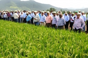 Expertos y productores de arroz impulsan la alta calidad del grano en todo el país: 