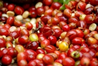 Caficultores de Pedernales piden ayuda al Gobierno combatir la royal del café 