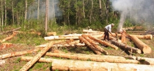 Apresan y someten a justicia presidente Sala Capitular de SJO por cortes árboles: 