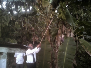 Fiscal de El Seibo instruye a productores pintar plátanos para evitar robos: 