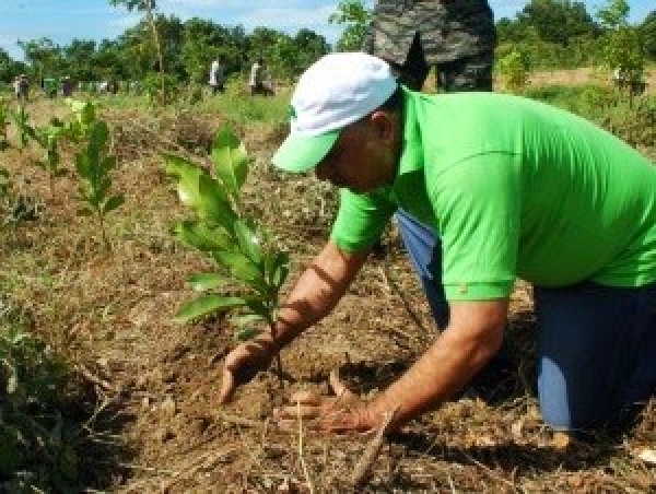 Inicia siembra de 500 mil árboles de Caoba en Monte Plata y otras provincias