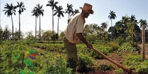 Productores de Dajabón reciben el día del agricultor en medio de dificultades: 