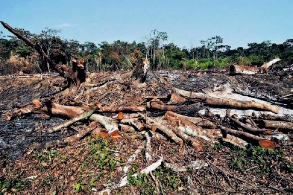 Denuncian tala indiscriminada de árboles y Medio Ambiente no hace nada