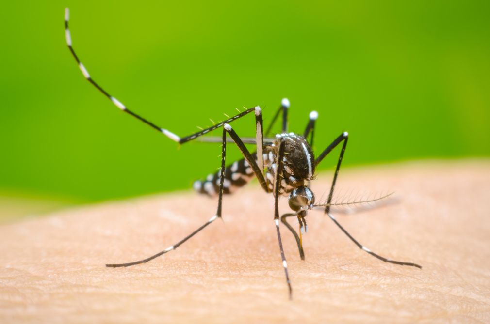 El Gobierno dominicano subrayó la esencial colaboración ciudadana en la batalla contra el dengue, a través de la limpieza del entorno de sus hogares. 