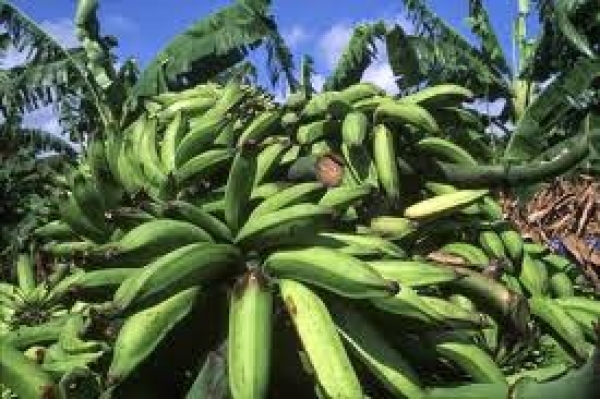 Denuncian robo de plátanos en Uvilla, El Jobo, Mena Abajo y Mena Arriba de Tamayo