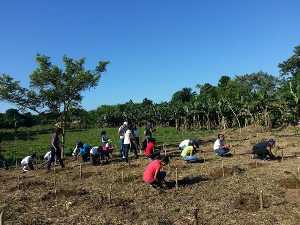 Organizaciones y Ministerio de Medio Ambiente siembran doscientos árboles de Caoba 
