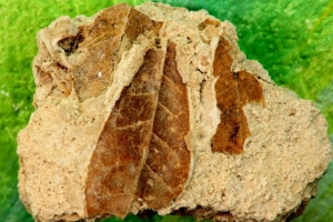 Piedra con hojas talladas