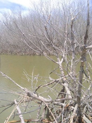 Afirman mangles mueren en Montecristi ante la mirada atónita de ecologistas