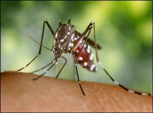 Mosquito Aedes Aegypti, transmisor del virus Chikungunya y el Dengue