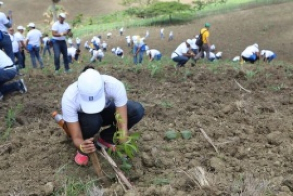 Entidad finacienra siembra más de 5,260 árboles de caoba hondureña : 