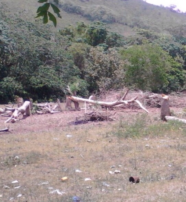 Apresan hacendado por talar bosque en El Seibo: 
