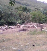 Apresan hacendado por talar bosque en El Seibo: 