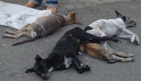 Hallan cuatro perros muertos en acueducto La Colonia