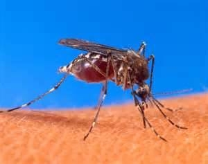 Mosquito transmisor del Dengue