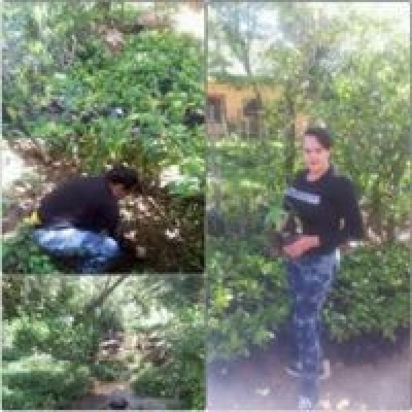 En Jarabacoa Jóvenes siembran más de mil árboles