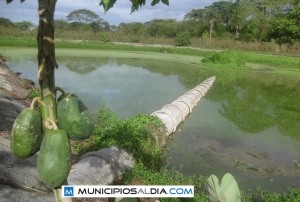 En la imagen se puede apreciar la tubería de desechos cloacales como atraviesa las aguas del río Maguá.