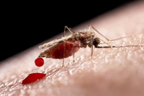Aumentan a 95 las muertes por dengue en RD, en su mayoría niños: 