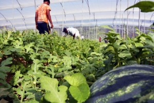 Ministerio de Agricultura paga más de 29 millones de pesos a productores:  