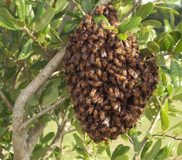Colmena de abejas.