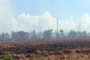 Extinguen incendio de mangles en Parque Los Haitises: 