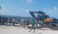 Recientemente el alcalde Fermín Brito, manifestó que durante el pasado mes de mayo se retiraron unos 120 camiones del vegetal que copa toda la franja costera que compone la playa de Boca Chica, Andrés.