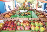 La iniciativa busca reconocer que Baní es el epicentro del cultivo del mango en República Dominicana.