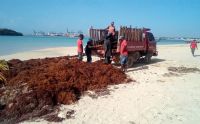 El edil apeló a la ayuda del gobierno central para poder limpiar las playas, solicitando el Ministro de Turismo ir en auxilio, ya que el presupuesto de la alcaldía es insuficiente para poder luchar con la invasión del sargazo. 