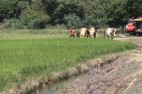 Productores de arroz desmienten que canal haitiano afecte cultivos de la parte baja del río masacre en Dajabón.