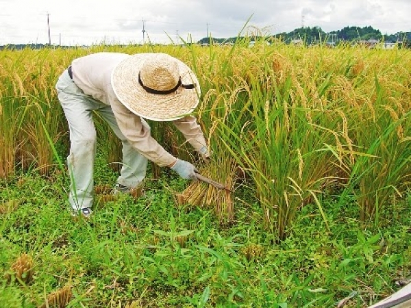 Sequía reduce en 45.1% cultivo de arroz y otros productos San Juan 