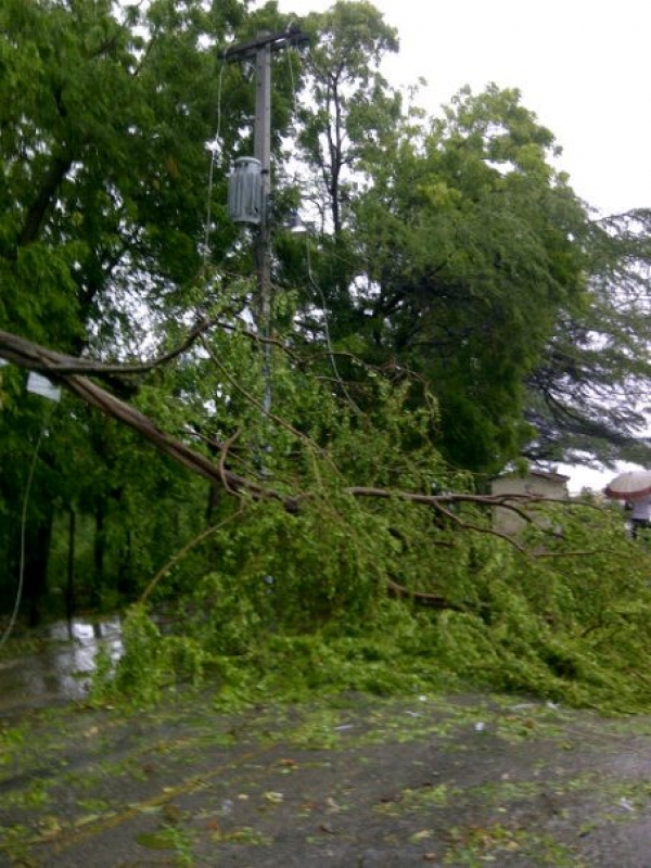 Un arbol obstruyendo la vía de los cientos que fueron derribados por la tormente Isaac.