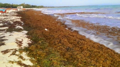 Tratarán acumulucación de algas marinas en las playas del Este: 
