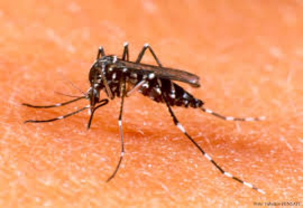 Mosquito del dengue