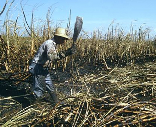 Trabajadores de la caña exigen al IDSS sus pensiones