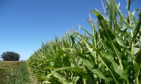 Desarrollan proyecto 2,500 tareas de maíz y sorgo en Duvergé: 