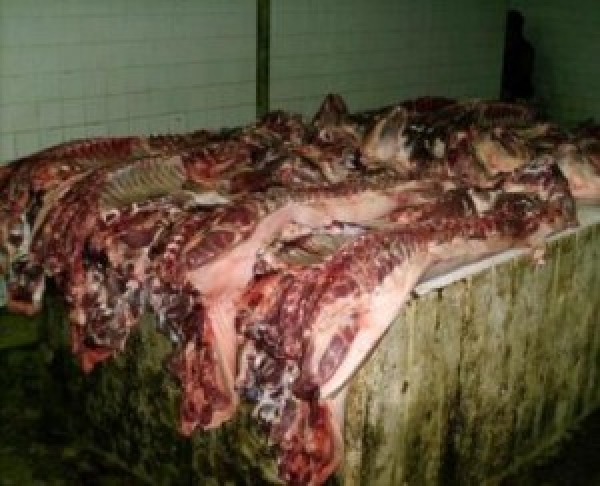 Niegan matadero municipal sacrifique animales no aptos para consumo