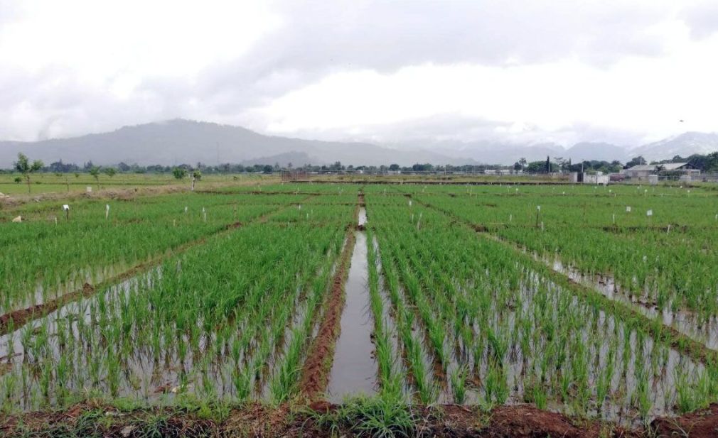 Melissa causa daños multimillonarios a sector agrícola.
