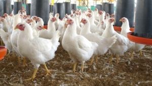 Asociación Avicultura: Hay tres millones libras de pollo para las festividades navideñas: 
