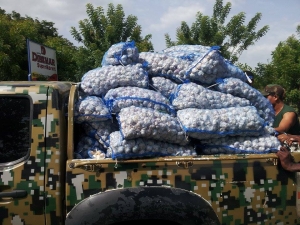 Hieren sargento en persecución yipeta con sacos de ajos contrabandeados de Haití‏: 